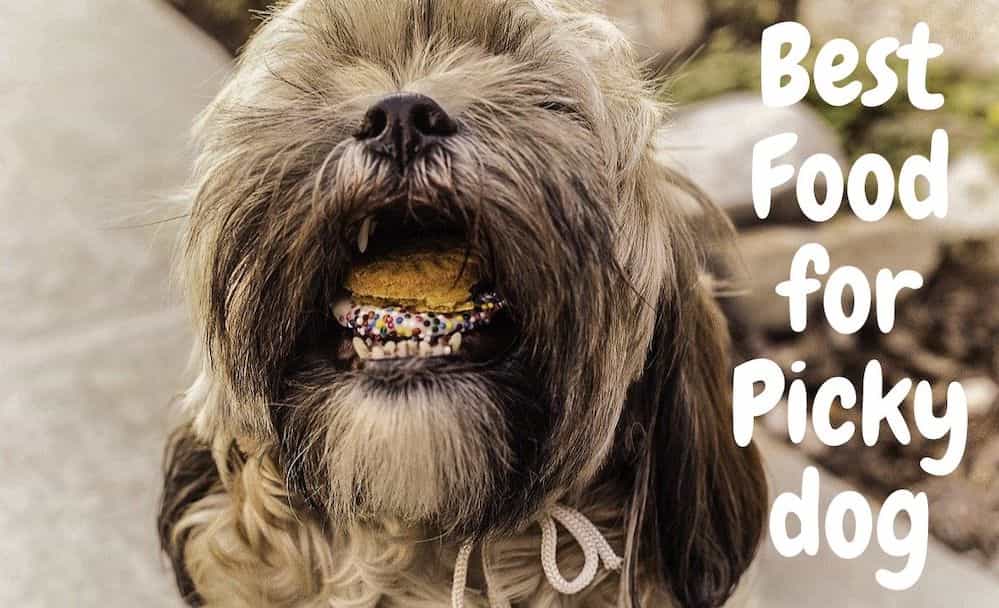 Review Of The Best Dry Dog Food For Picky Eaters In 2020 Brown Sauce 